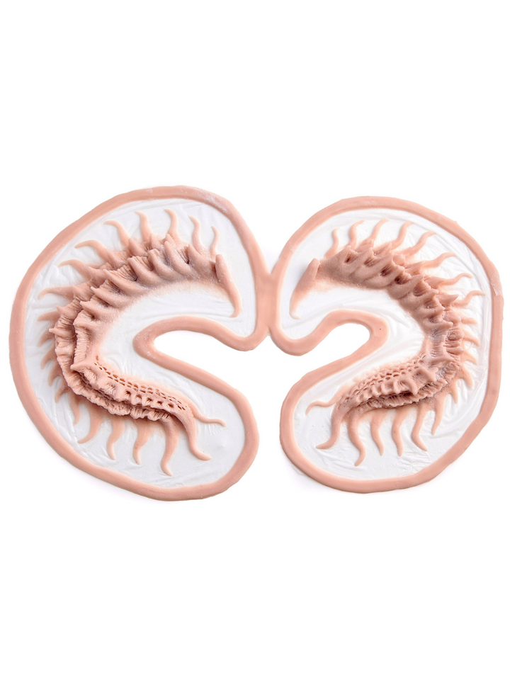Mermaid Brows Silicone Prosthetics